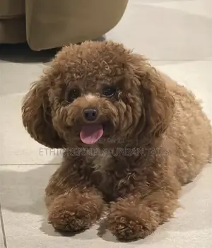 1-3 months Male Purebred Poodle
