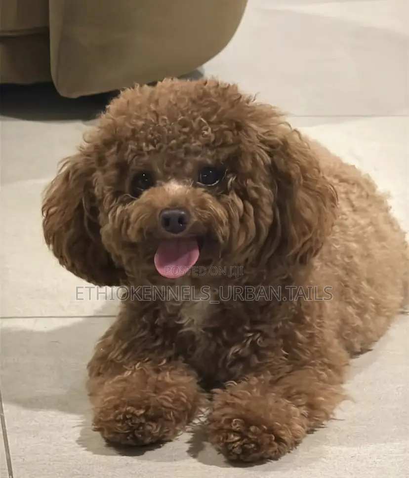 1-3 months Male Purebred Poodle