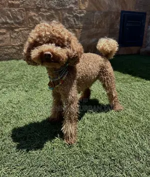 1-3 months Female Purebred Poodle