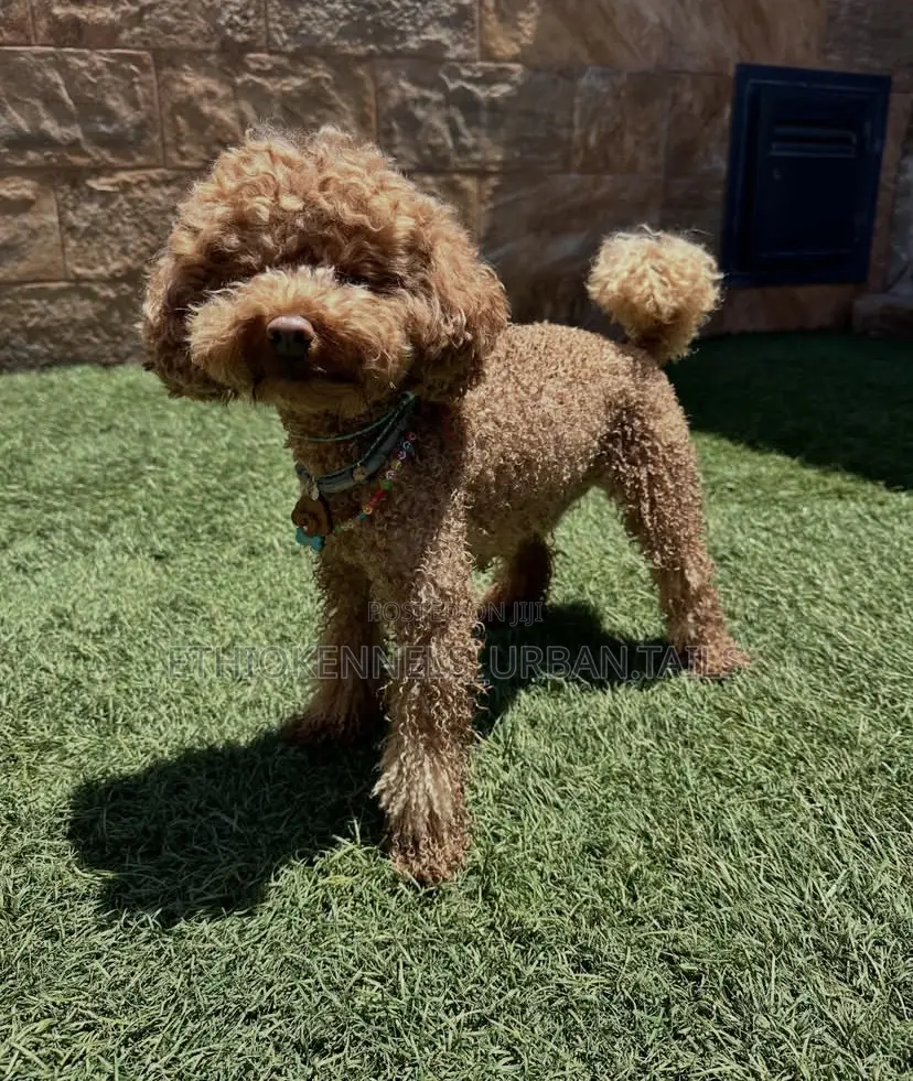 1-3 months Female Purebred Poodle