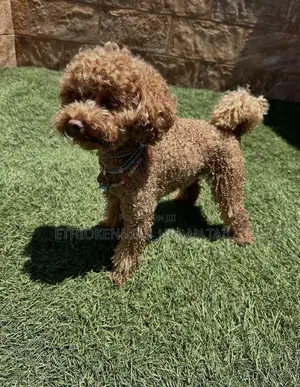 1-3 months Female Purebred Poodle