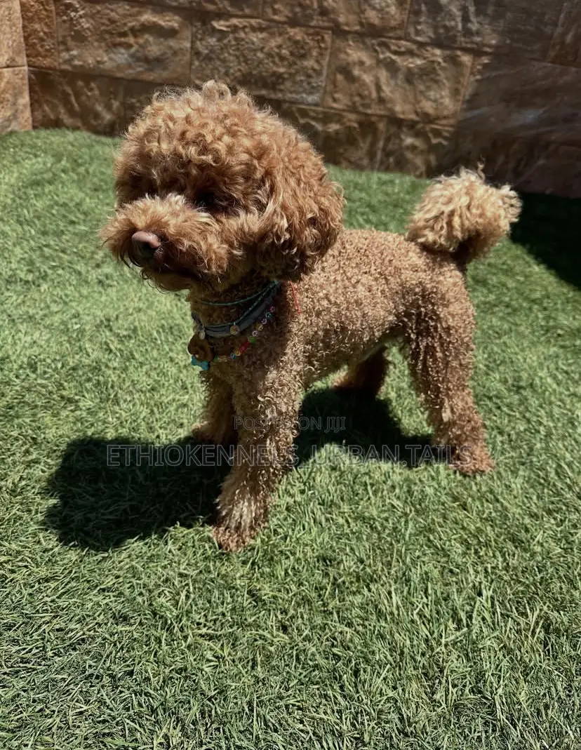 1-3 months Female Purebred Poodle