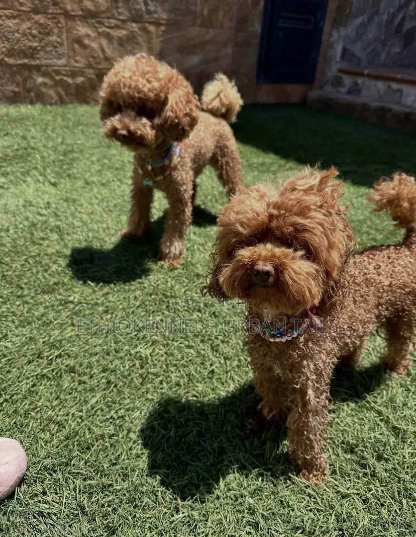 1-3 months Female Purebred Poodle