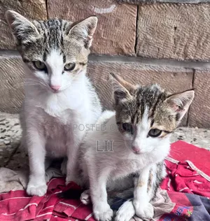 1-3 months Female Purebred Abyssinian