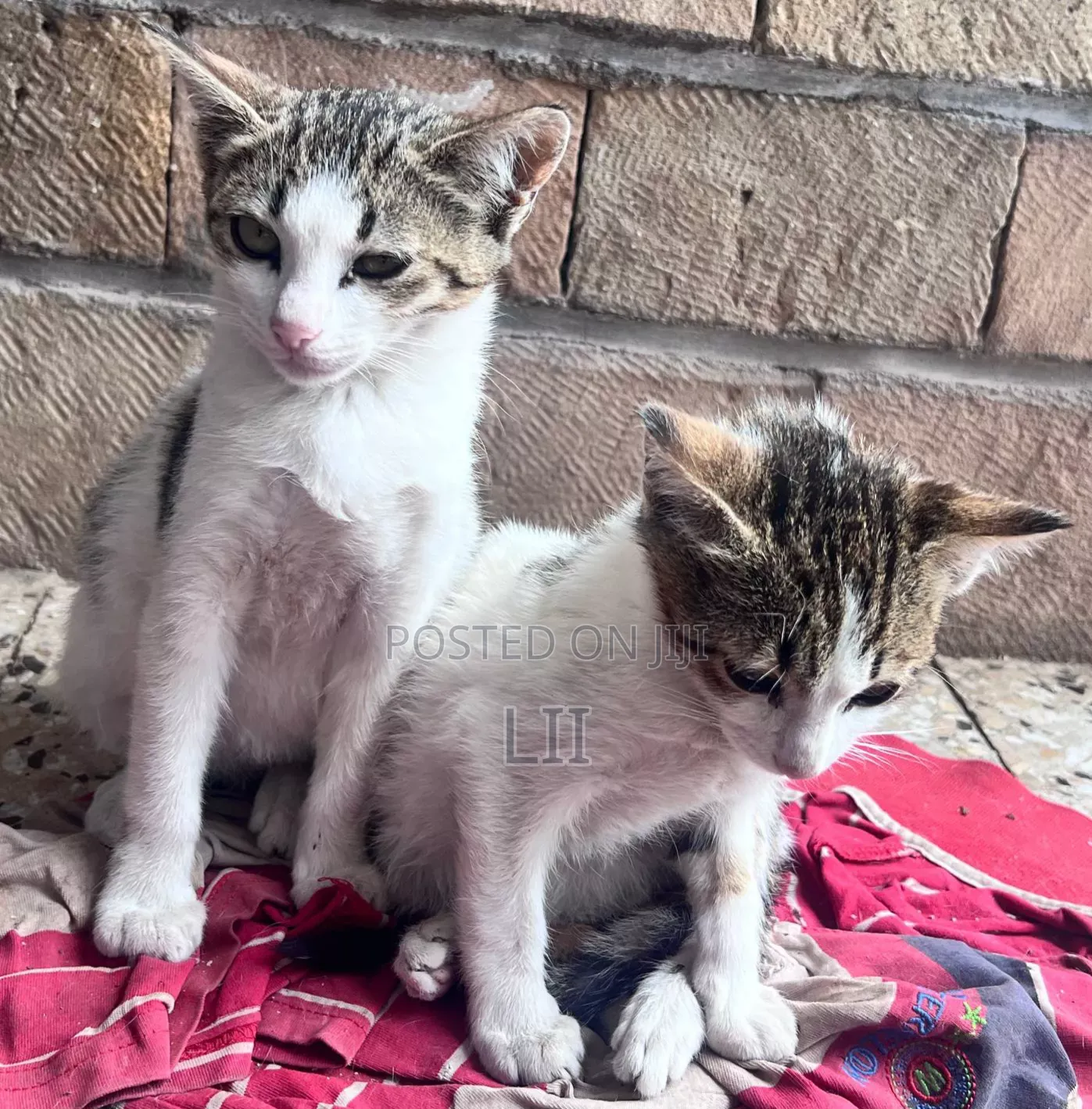 1-3 months Female Purebred Abyssinian