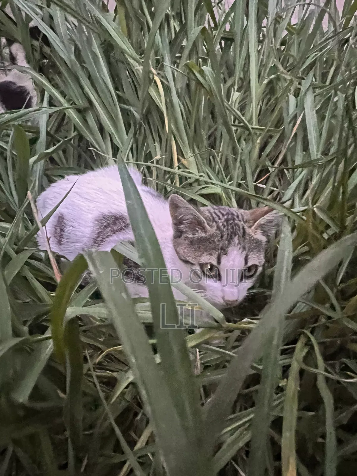1-3 months Female Purebred Abyssinian