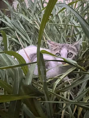 1-3 months Female Purebred Abyssinian