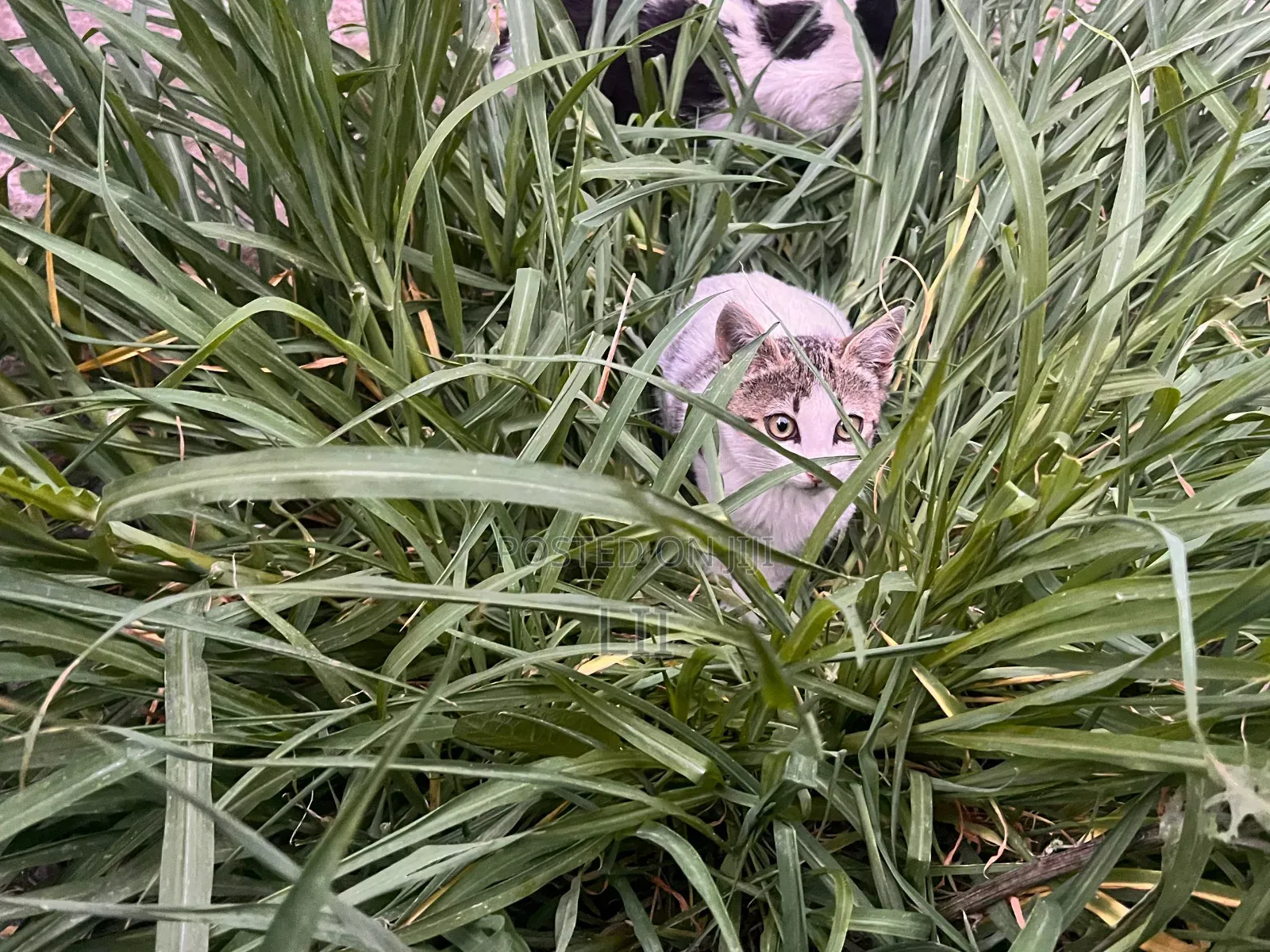 1-3 months Female Purebred Abyssinian