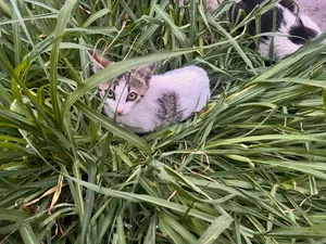 1-3 months Female Purebred Abyssinian