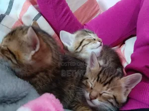 0-1 month Male Mixed Breed Bengal