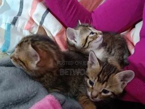 0-1 month Male Mixed Breed Bengal