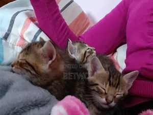 0-1 month Male Mixed Breed Bengal