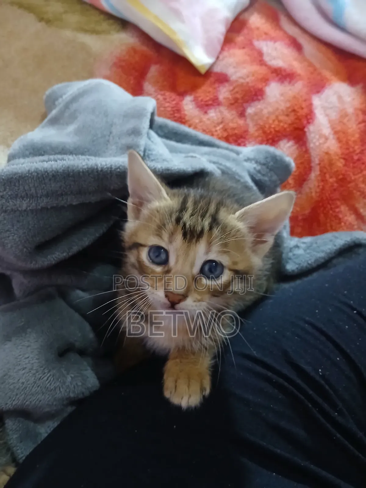 0-1 month Male Mixed Breed Bengal