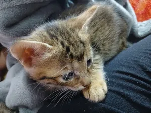 0-1 month Male Mixed Breed Bengal