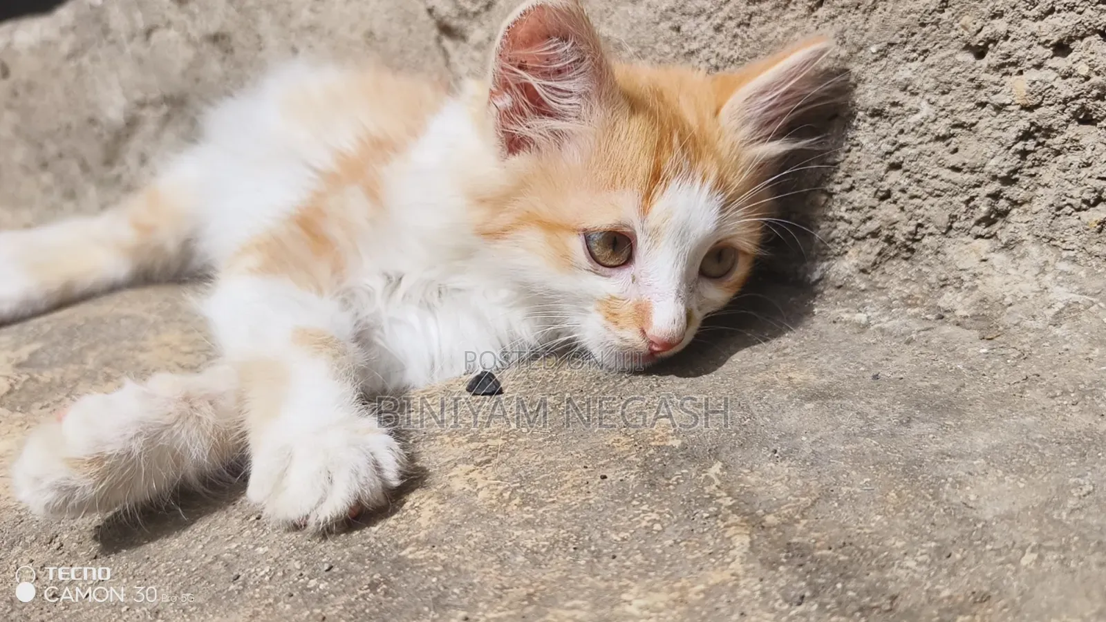 1-3 months Male Purebred Cat