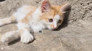 1-3 months Male Purebred Cat