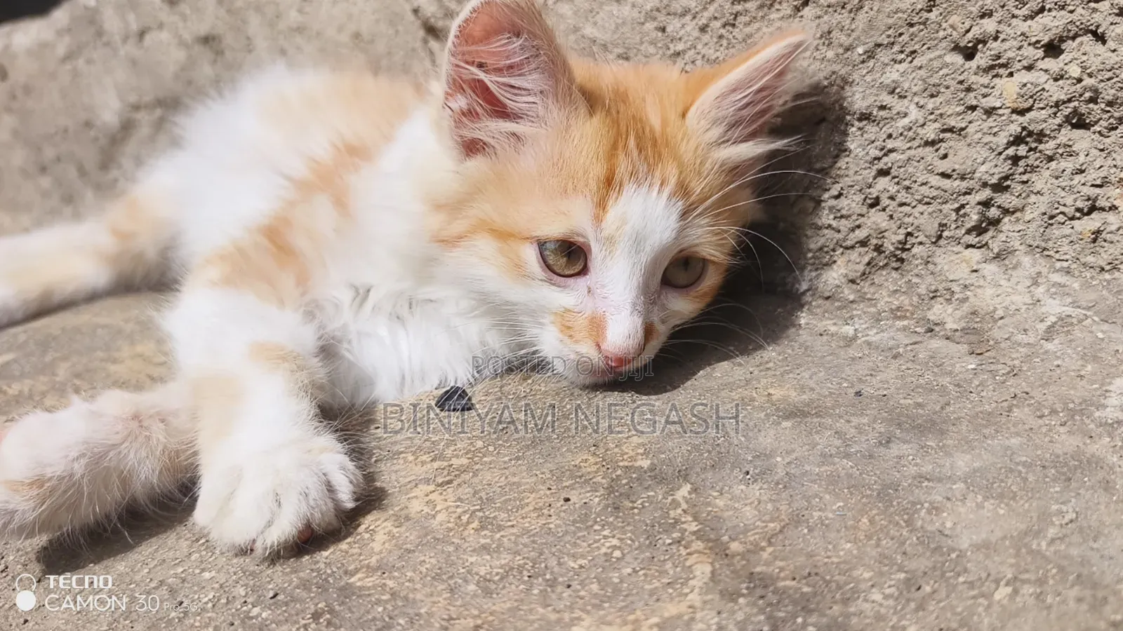 1-3 months Male Purebred Cat