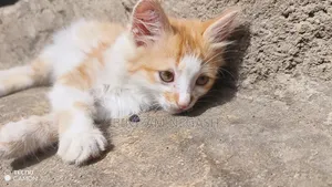 1-3 months Male Purebred Cat