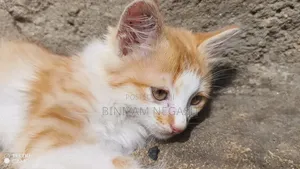 1-3 months Male Purebred Cat