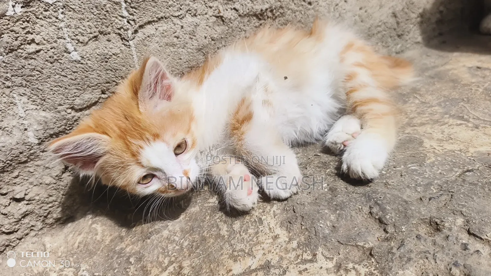 1-3 months Male Purebred Cat