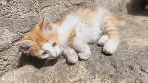 1-3 months Male Purebred Cat