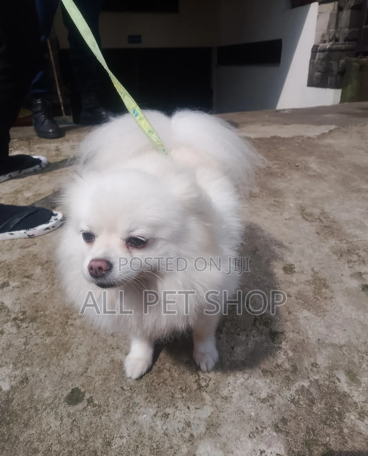 1-3 months Male Purebred Pomeranian