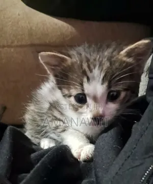 0-1 month Female Mixed Breed Tabby