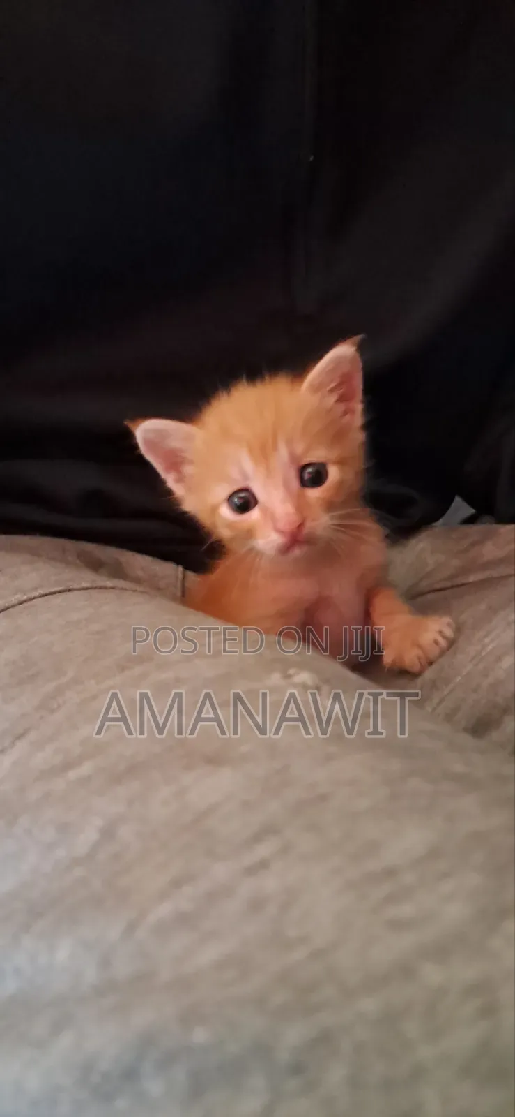 0-1 month Male Mixed Breed Tabby