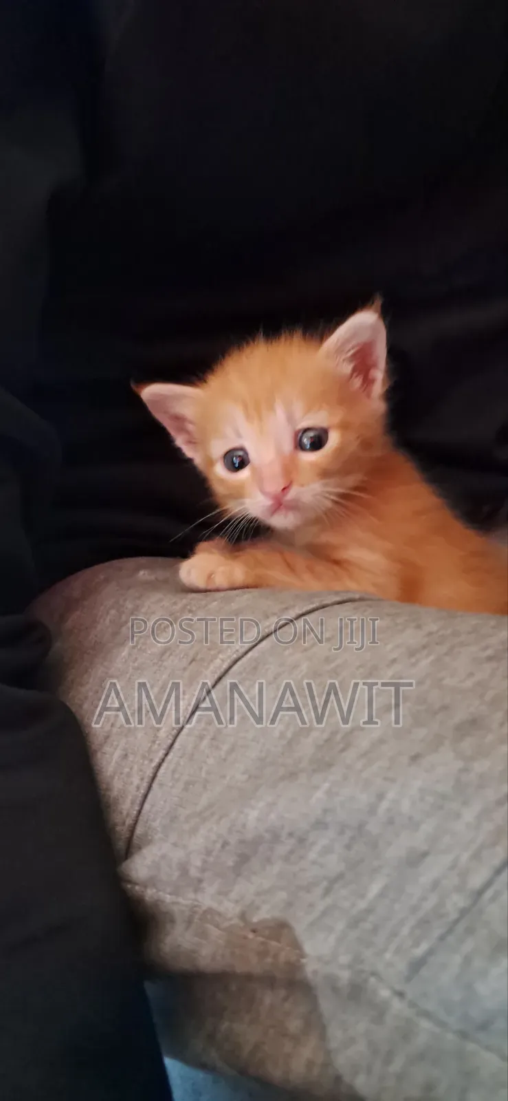 0-1 month Male Mixed Breed Tabby