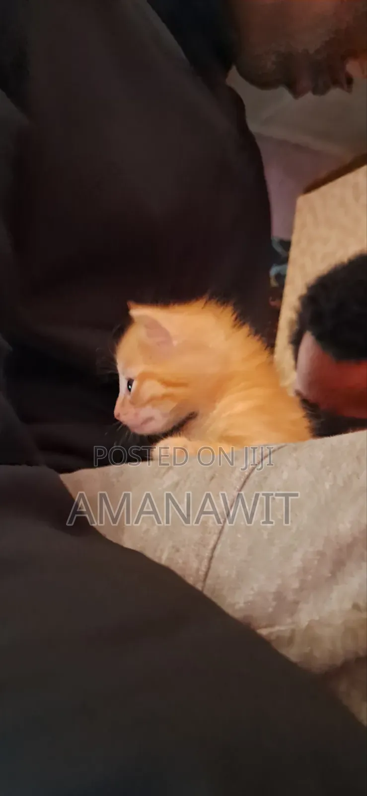 0-1 month Male Mixed Breed Tabby