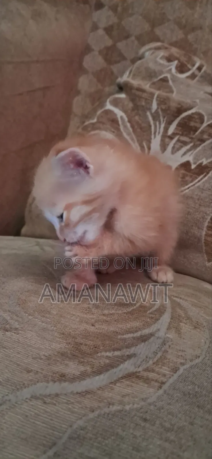 0-1 month Male Mixed Breed Tabby