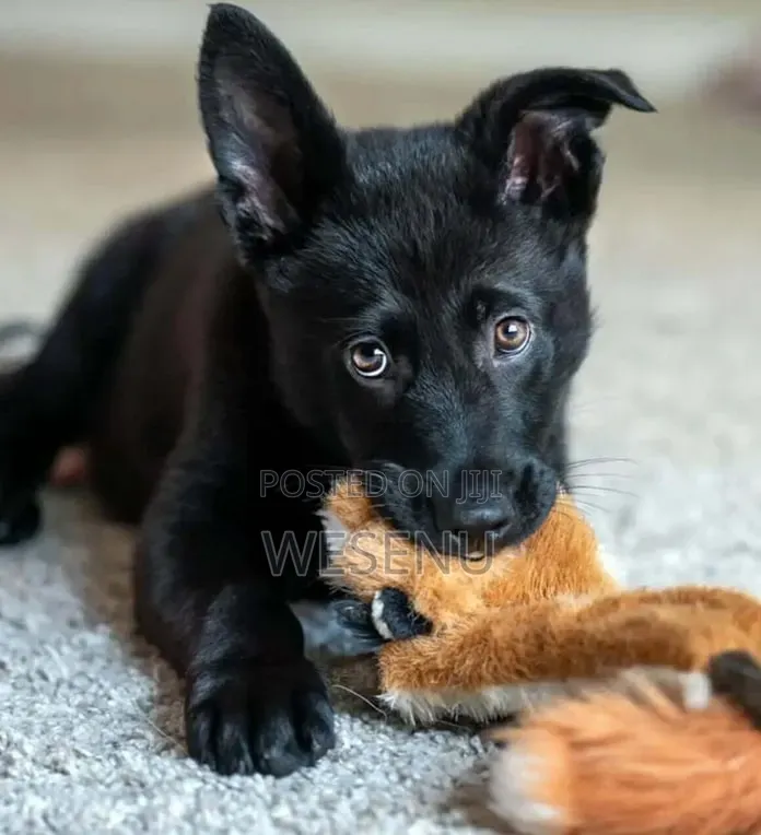 1-3 months Male Purebred German Shepherd