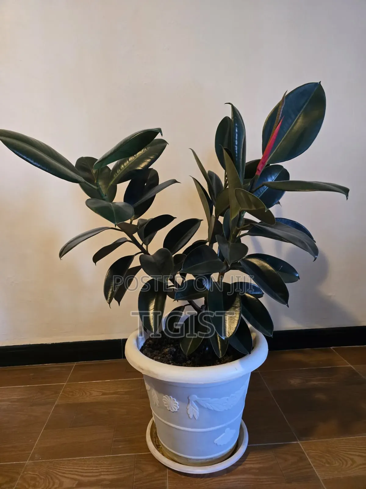 የሚሽጥ አበባ ከለ ማስቀመጫው