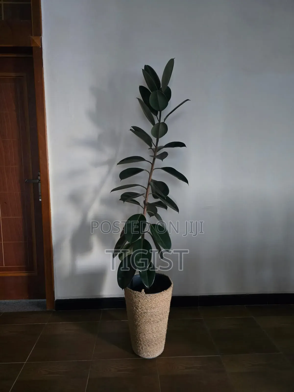 የሚሽጥ አበባ ከለ ማስቀመጫው