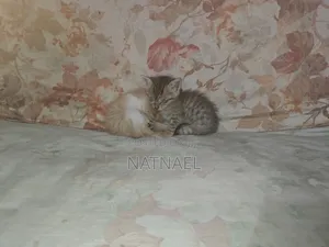 0-1 month Male Purebred Abyssinian