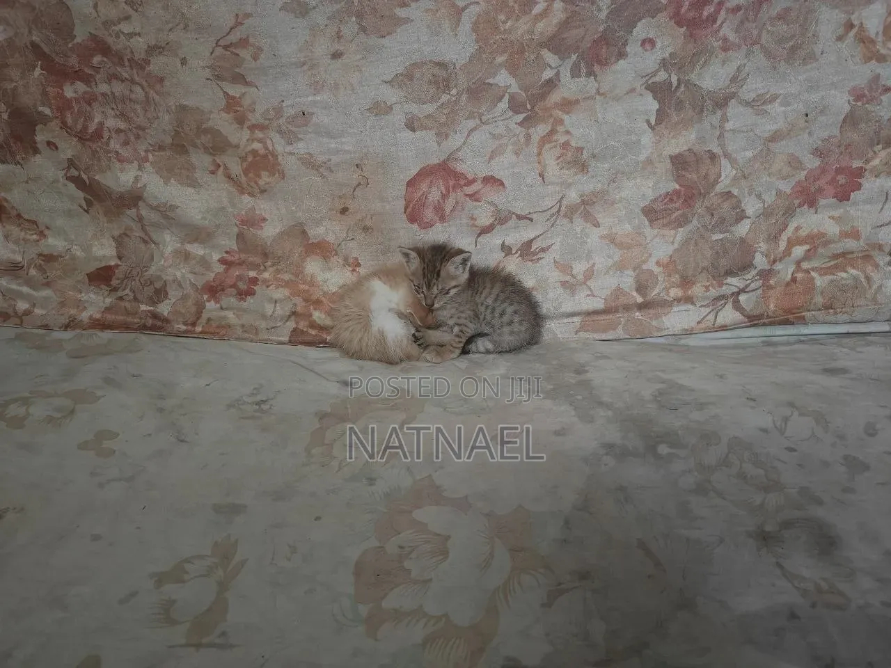 0-1 month Male Purebred Abyssinian