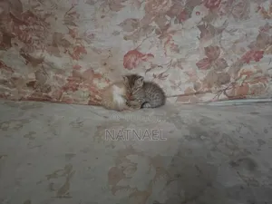 0-1 month Male Purebred Abyssinian