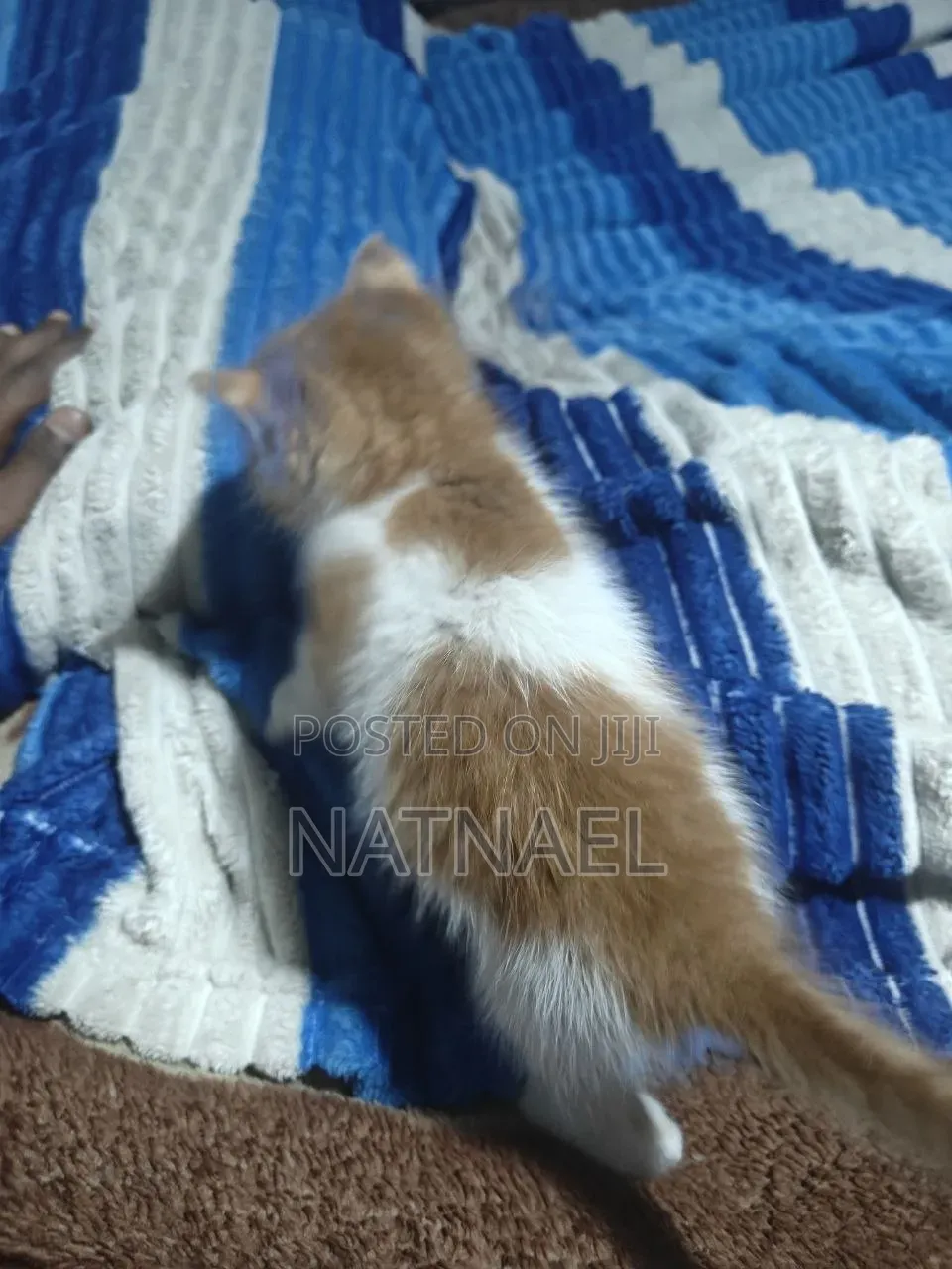 0-1 month Male Purebred Abyssinian