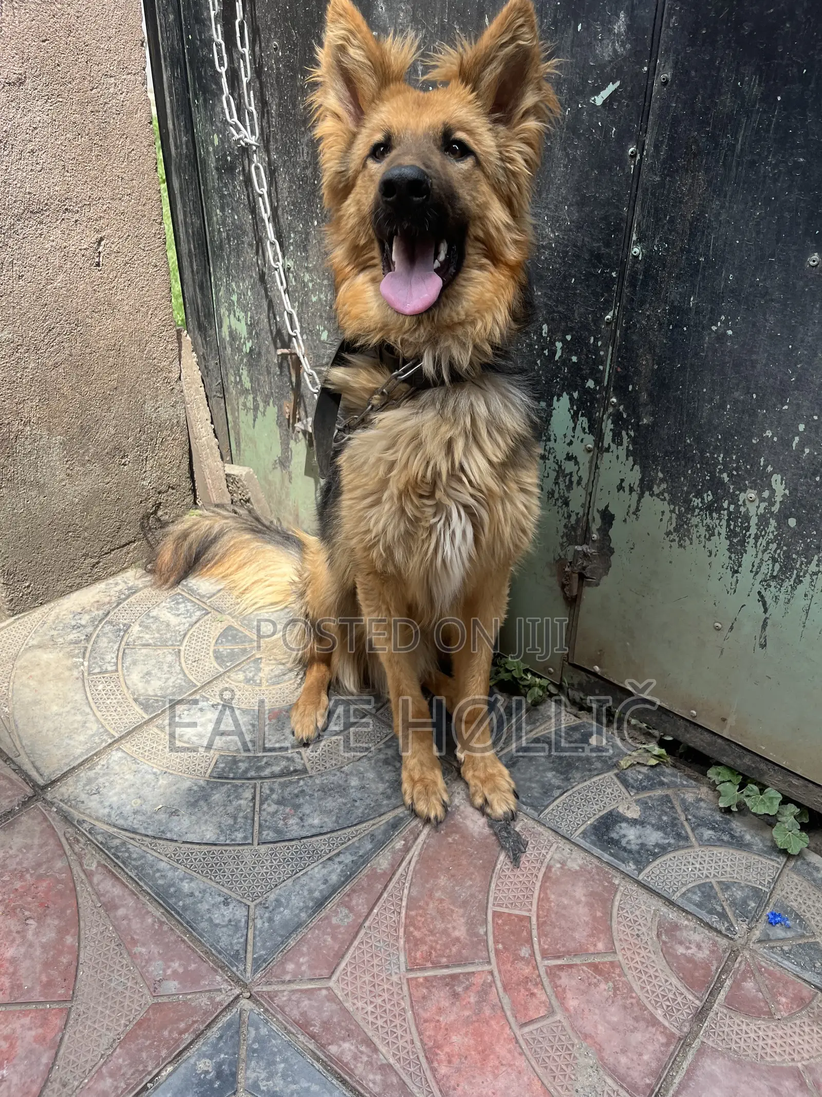 6-12 months Male Purebred German Shepherd