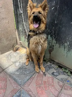 6-12 months Male Purebred German Shepherd