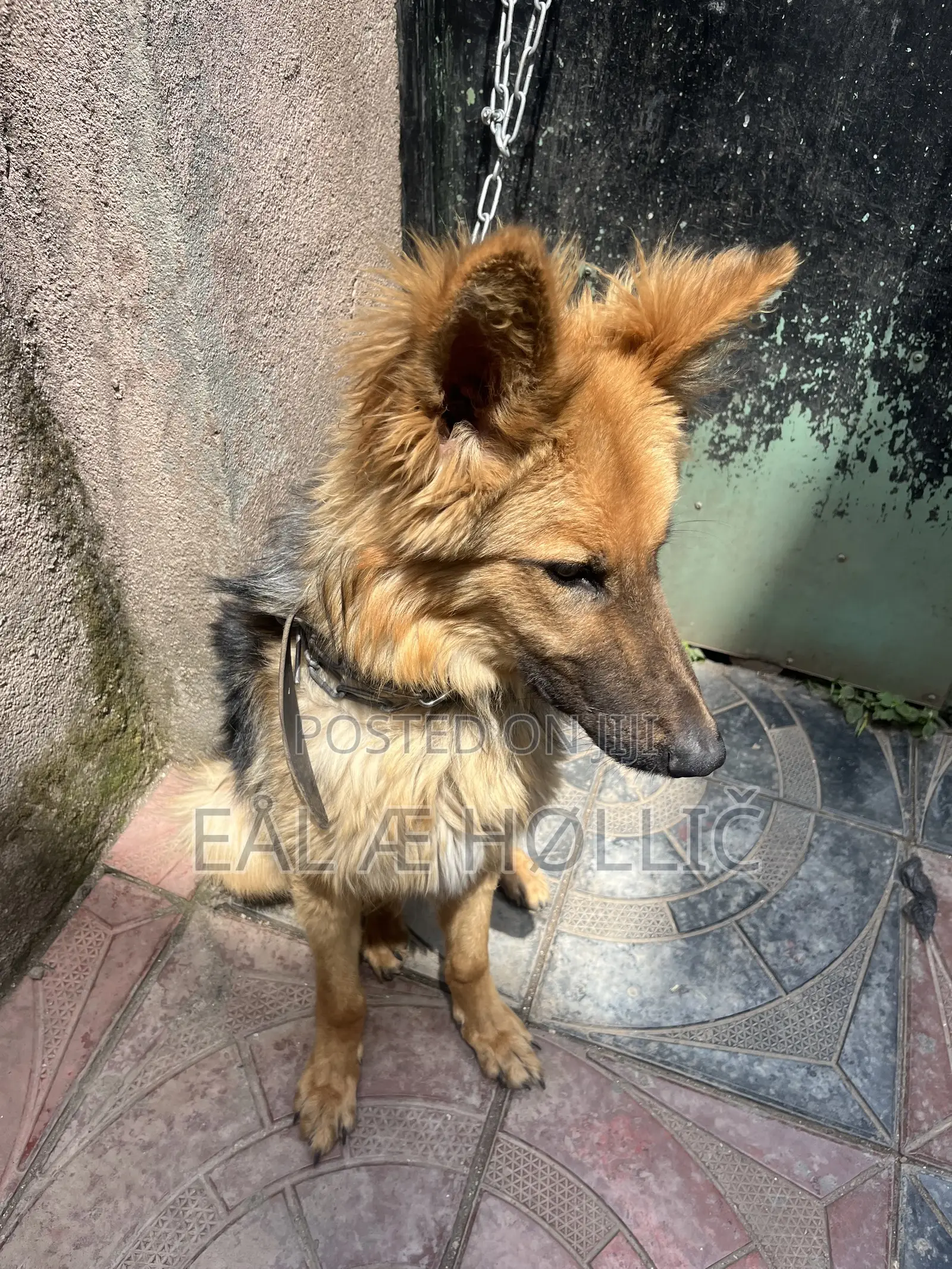 6-12 months Male Purebred German Shepherd