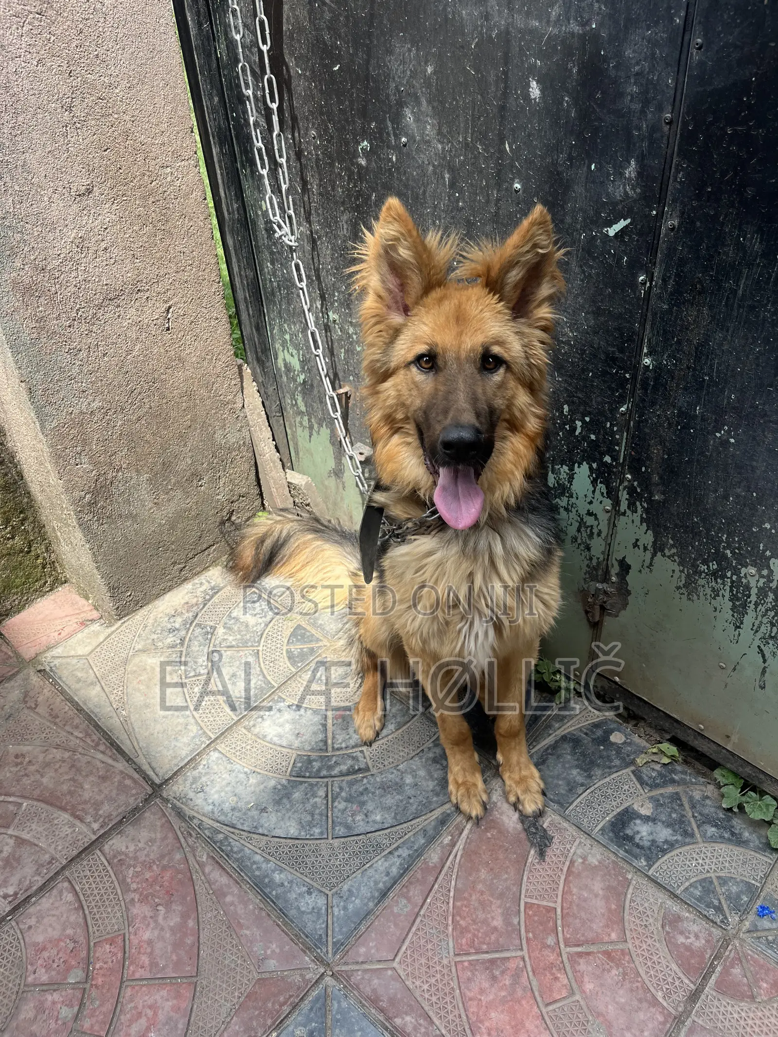 6-12 months Male Purebred German Shepherd