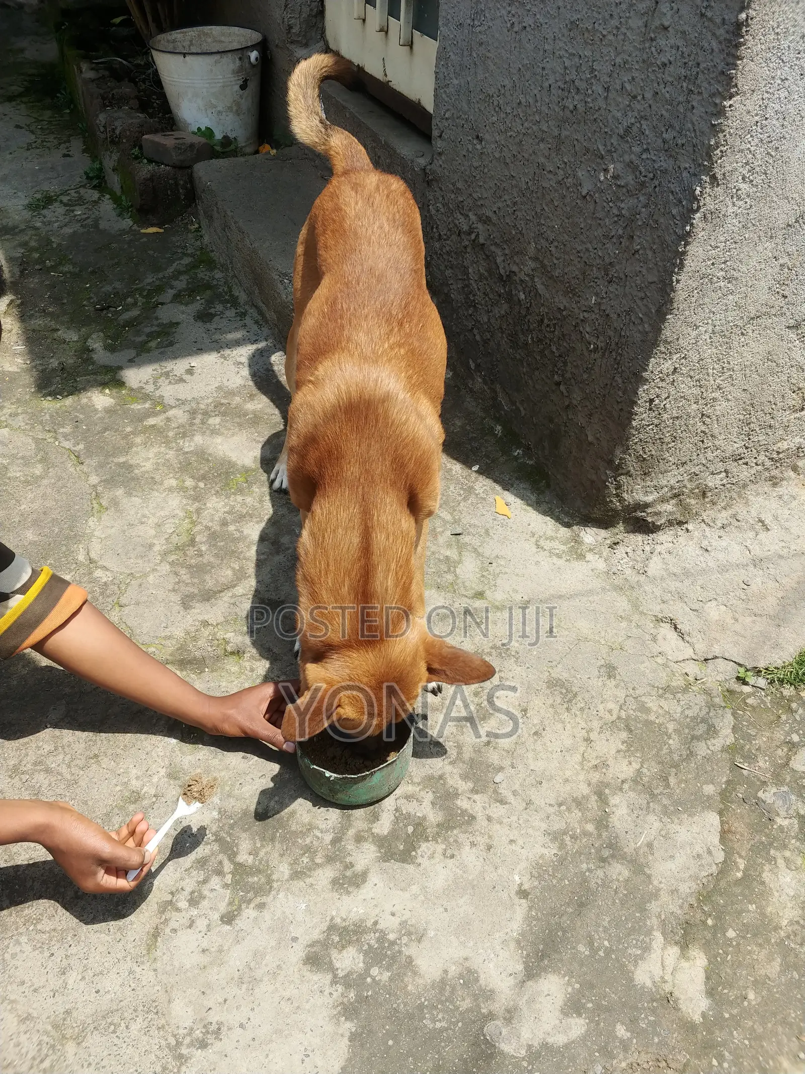 የውሻ ምግብ መኖ Dog Food