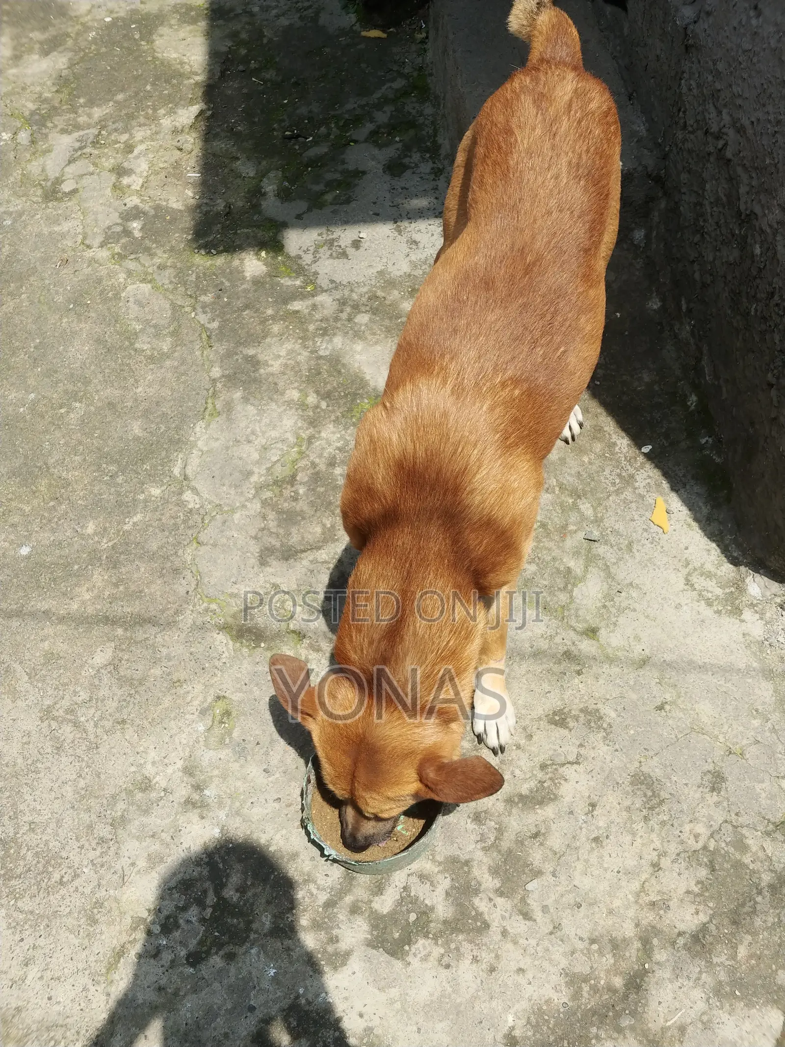 የውሻ ምግብ መኖ Dog Food
