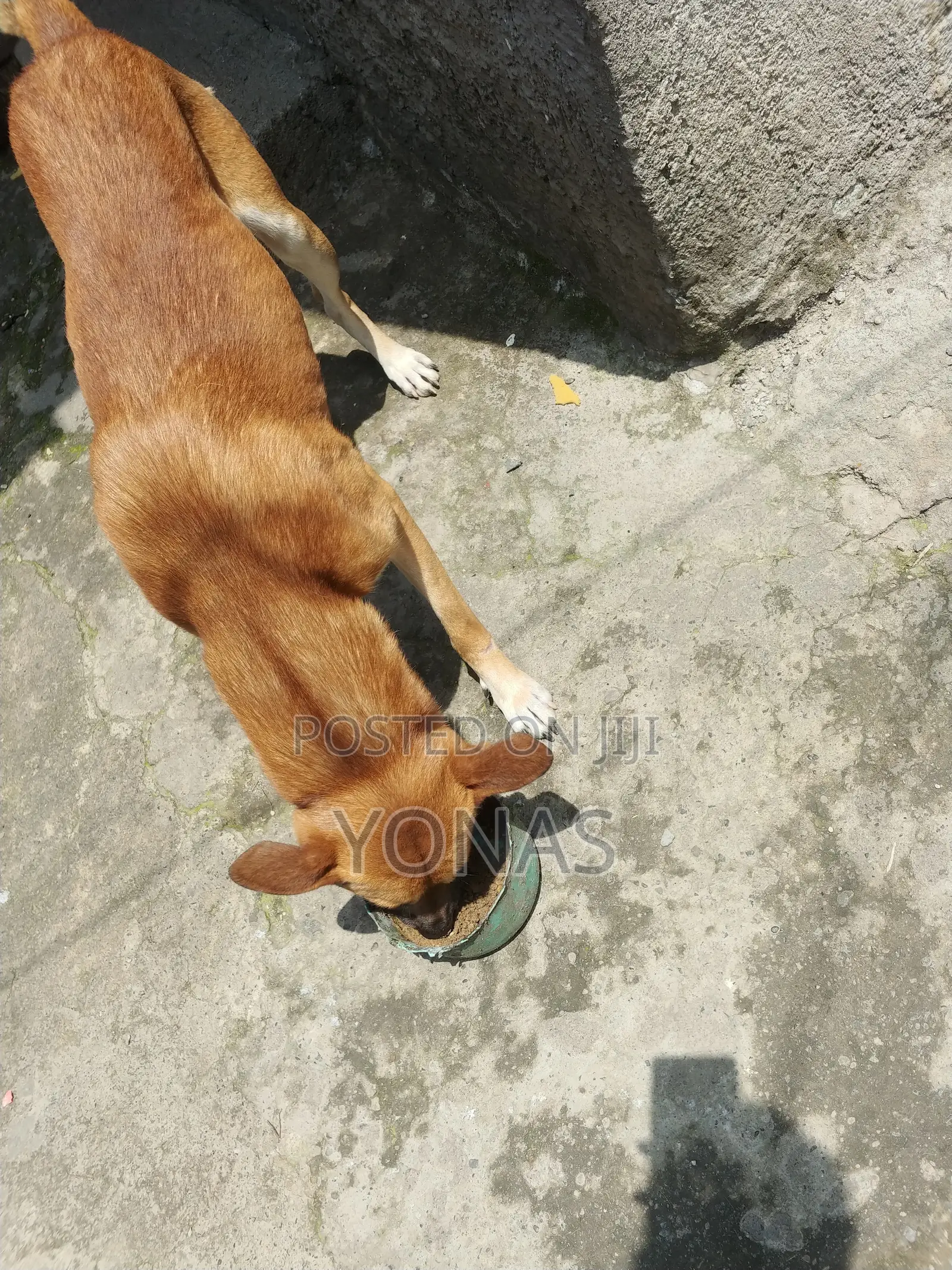 የውሻ ምግብ መኖ Dog Food