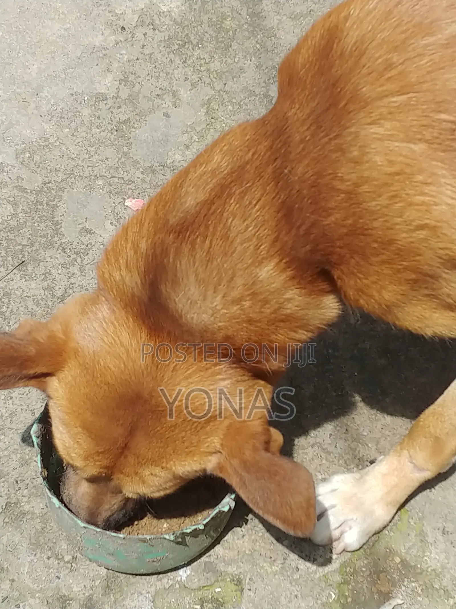 የውሻ ምግብ መኖ Dog Food