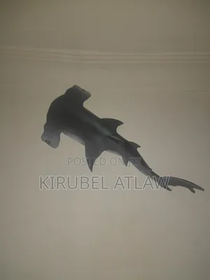 Hummerhead Shark