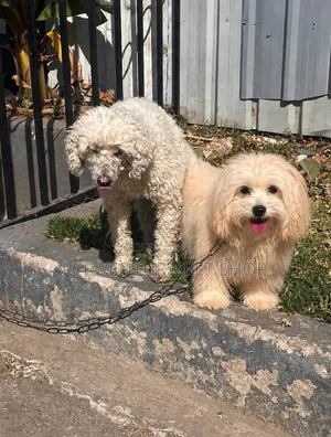 1-3 months Male Purebred Maltese