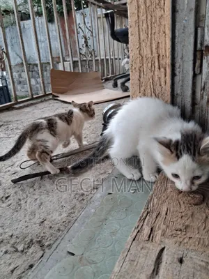 1-3 months Female Mixed Breed American Wirehair