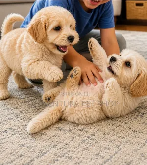 1-3 months Male Purebred Maltipoo
